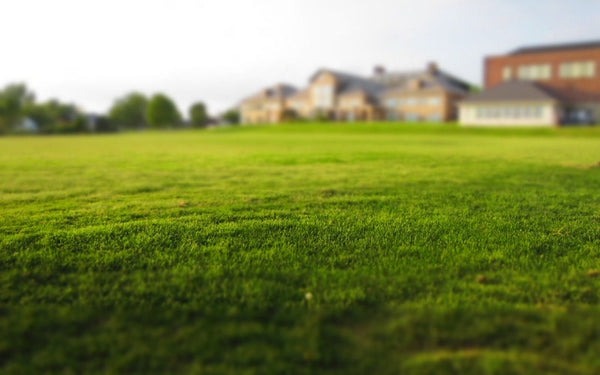 Why Window Reflection Causes Turf Burning