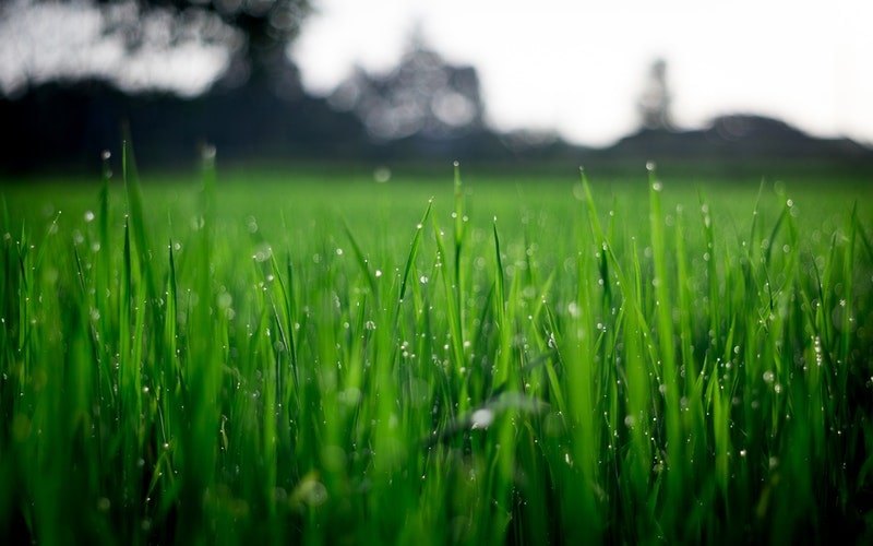 Why Does Artificial Turf Melt? Turf Guard Window Film