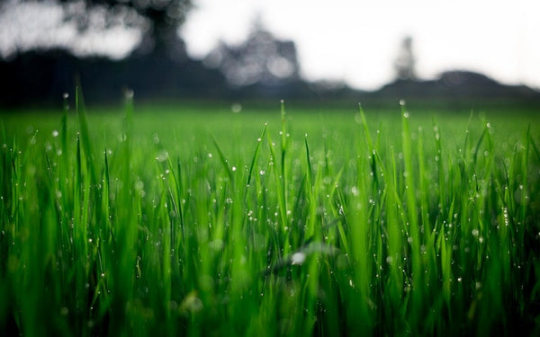 Why Does Artificial Turf Melt?